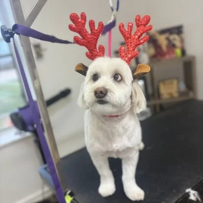 Mixed Breed grooming result